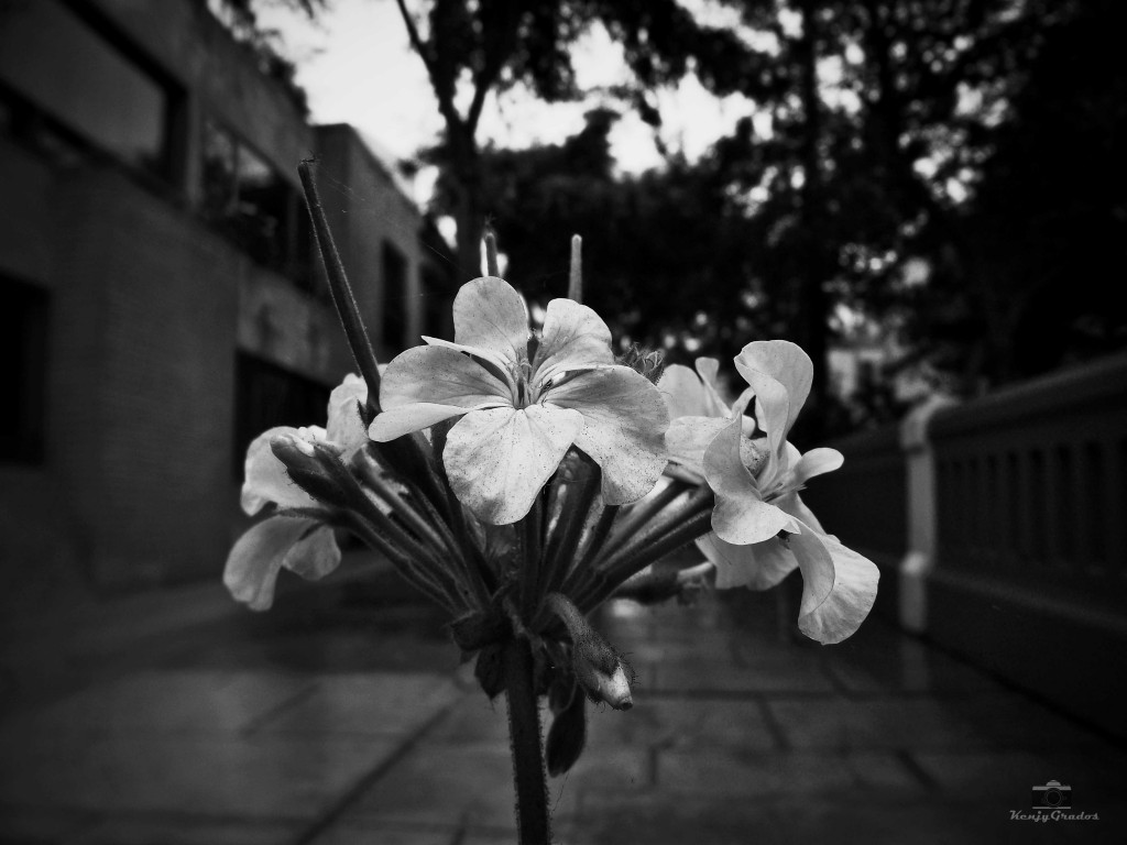 DSCF2319