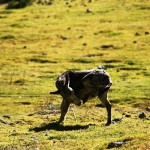 IMG_0794
